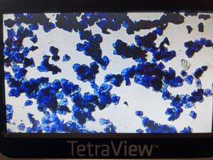 Cytology