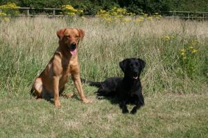 Sam & Bella