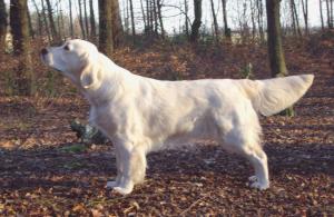 Shebelta Evening Sky JW - 1 CC, 1 Res CC