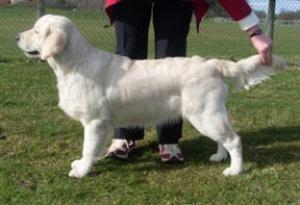 Golmas Gentle Breeze Over Shebelta