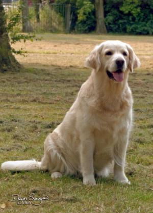 Shebelta Silver Skye