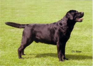 Sh Ch Fullwell Frolic with Halshimoor