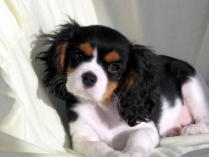 Billymart Astral Queen (Milly)