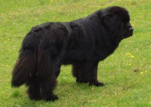 Coltrana Living Legend (Buck)