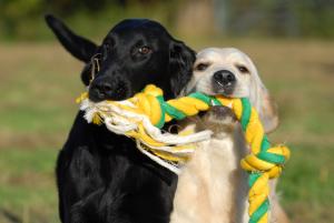 RAVEN & FABLE(at 6 months)