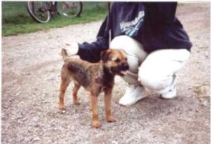 Bramblebee Cracker (aged 18 months)