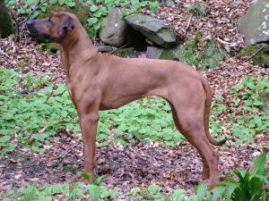 Nehando Tallulah Belle