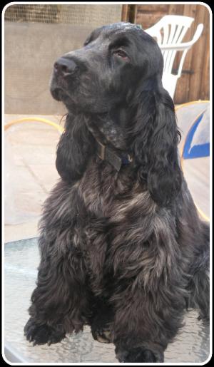 Fergus