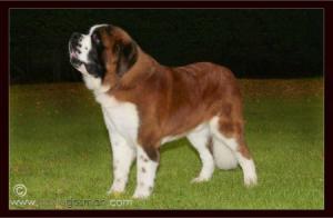 Intch Ir CH Chandlimore king of rock (AN CH 06)