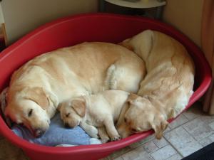 You cant make me sleep in the puppy box