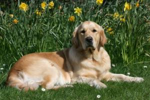 Cherry in the daffodils 