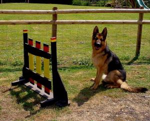 Dog Training