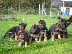 Conquell GSD puppies