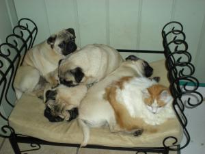 A pile of Conquell Pugs