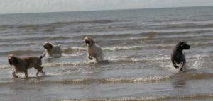 Our pack enjoying a plunge at the local beach