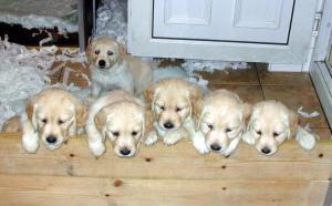 Typical Messano Golden Puppies