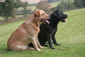 Southridge Nemo and Southridge Caper