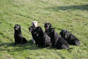 The dogs on the lawn
