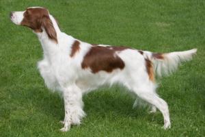 SH CH CORRANROO CONTINENTAL