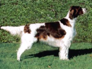 SH CH CORRANROO CALYPSO