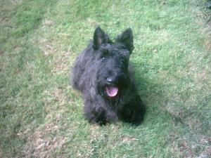 Samstevever Murphy at Divadell