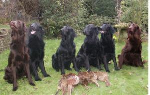 Six of the seventeen SDC Holders bred here