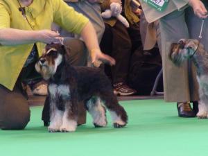 Dylan Crufts 2009
