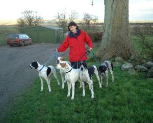 SOME OF THE FLEURFIELDS POINTERS