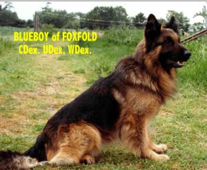 Blueboy of Foxfold CDex.UDex.WDex.