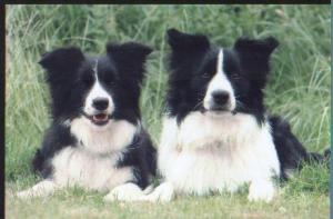 Willow and Chase