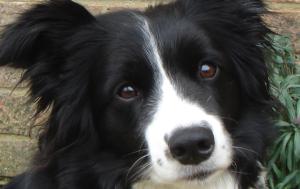 Close up of Willow