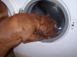 Helping with the washing