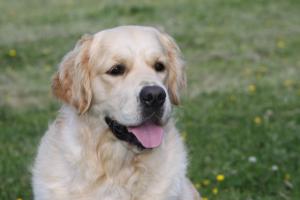 Typical Sonham Golden Retriever