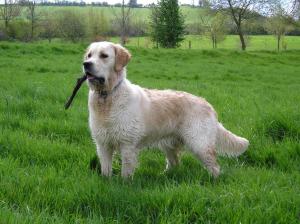 Daisy enjoying the Somerset countryside