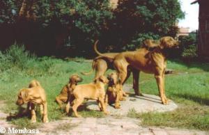 Kennel of Mombasa