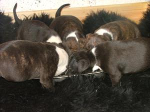 Bubbles puppies