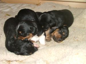 scrappys puppies