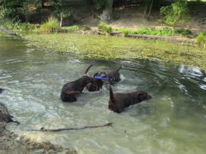 Morning swimming session