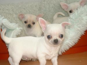 Previous Chihuahua puppies