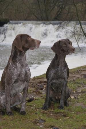 Teal and Goose