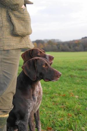 Goose and Teal