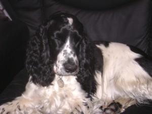 Jasmine