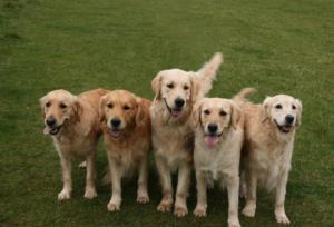 Marli,Crikey,Samson,Kizzie & Sophie heading home