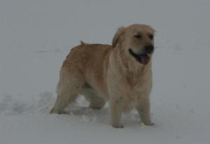 Cor my paws are cold (Kizzie February 2009)