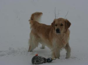 Crikey enjoying the snow with his favourite Duck