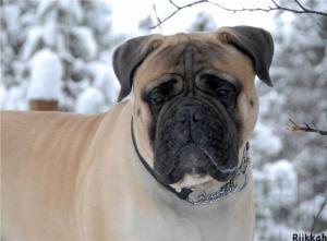 Ch Bullberry Torquil