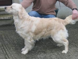 Keiva our Golden Retriever at one year old.