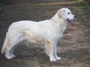 Skye at 18 months old.