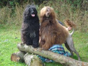 winterkloud portuguese water dogs