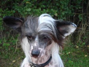 winterkloud chinese crested dogs
